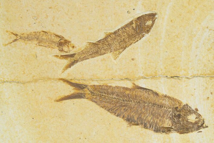 Limestone with Three Fossil Fish (Knightia) - Wyoming #345402